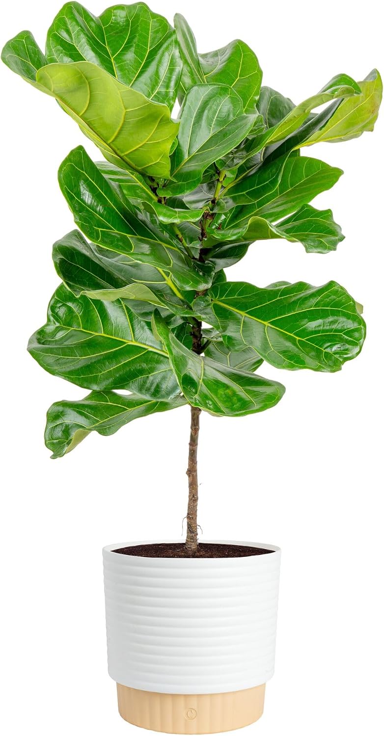 Fiddle Leaf Fig - İç Mekanlar İçin Canlı, Büyük Boy,