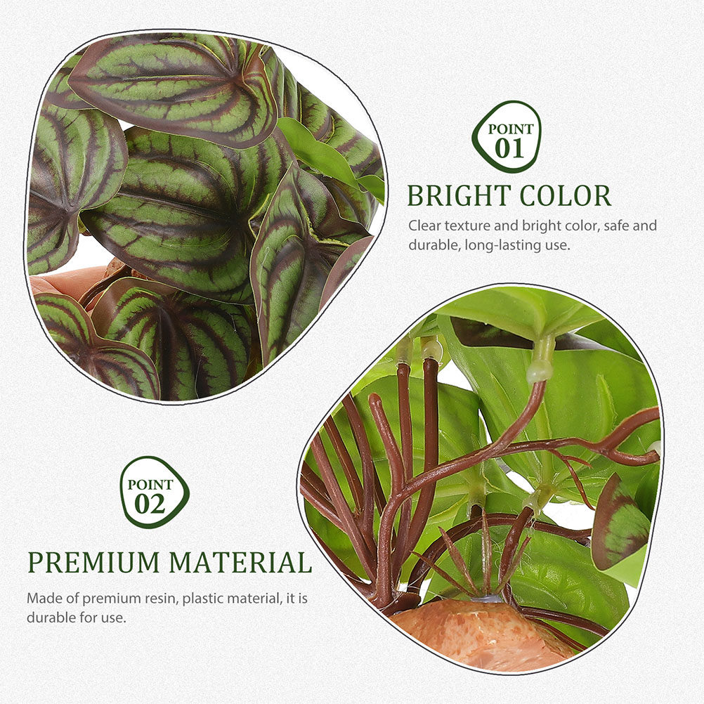 Yüksek Kaliteli, Gerçekçi Görü - Snake Plant incelemesi ve fiyatı