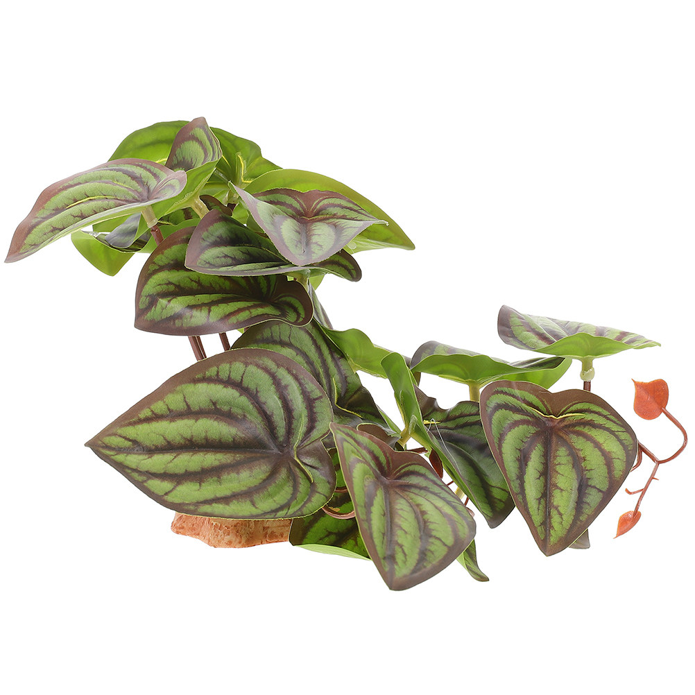 Yüksek Kaliteli, Gerçekçi Görü - Snake Plant incelemesi ve fiyatı