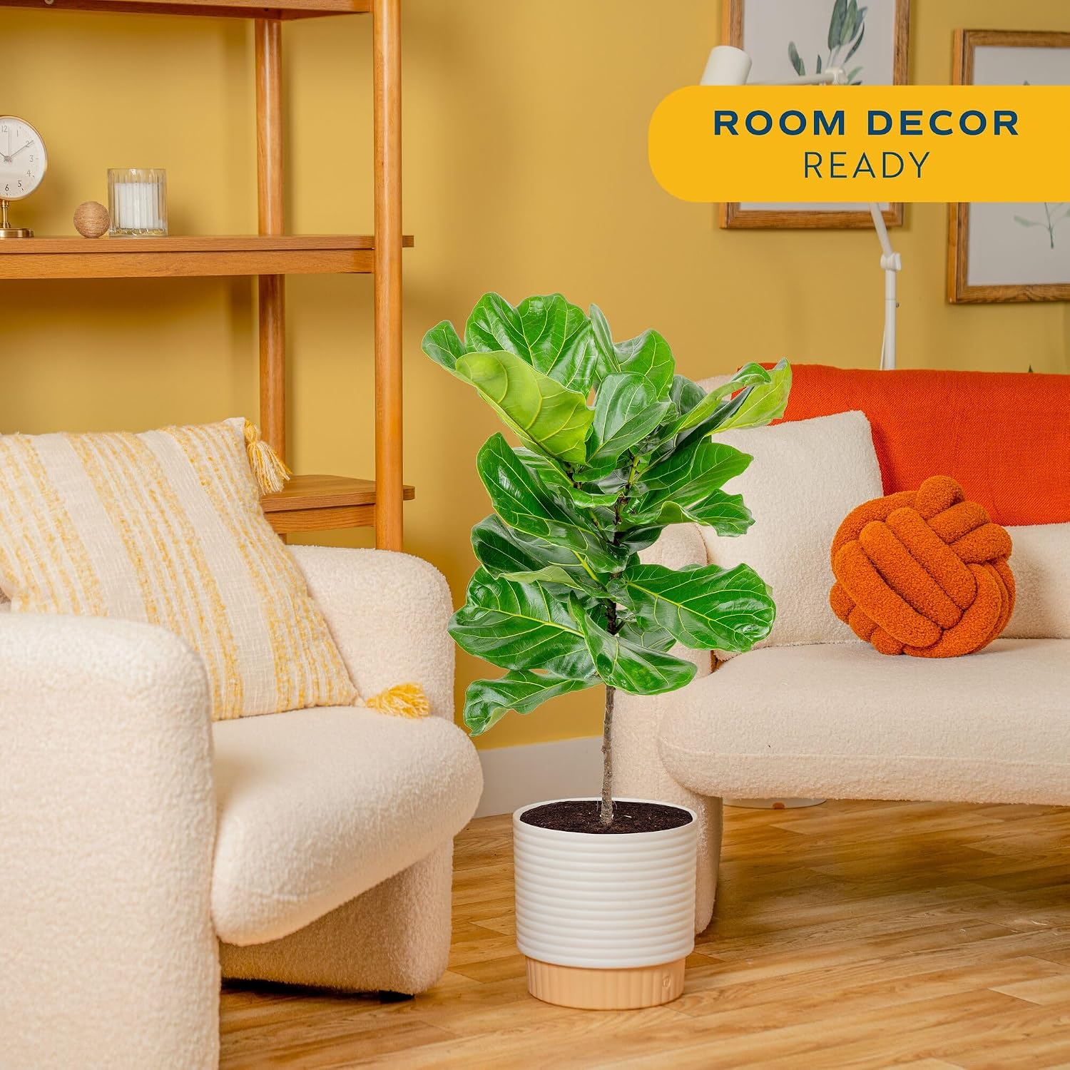 İç Mekanlar İçin Canlı, Büyük  - Fiddle Leaf Fig incelemesi ve fiyatı
