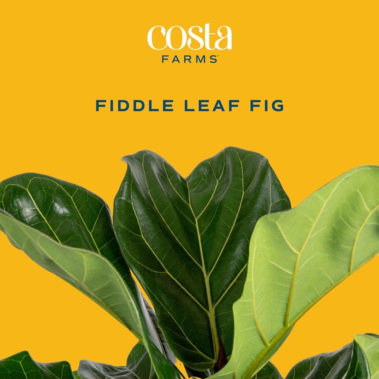 İç Mekanlar İçin Canlı, Büyük  - Fiddle Leaf Fig incelemesi ve fiyatı