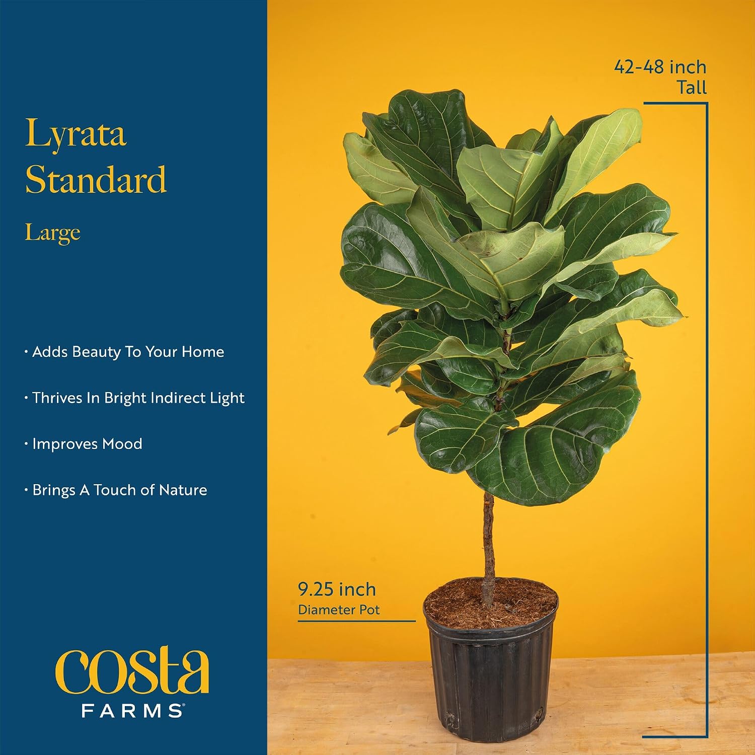 İç Mekanlar İçin Canlı, Büyük  - Fiddle Leaf Fig incelemesi ve fiyatı